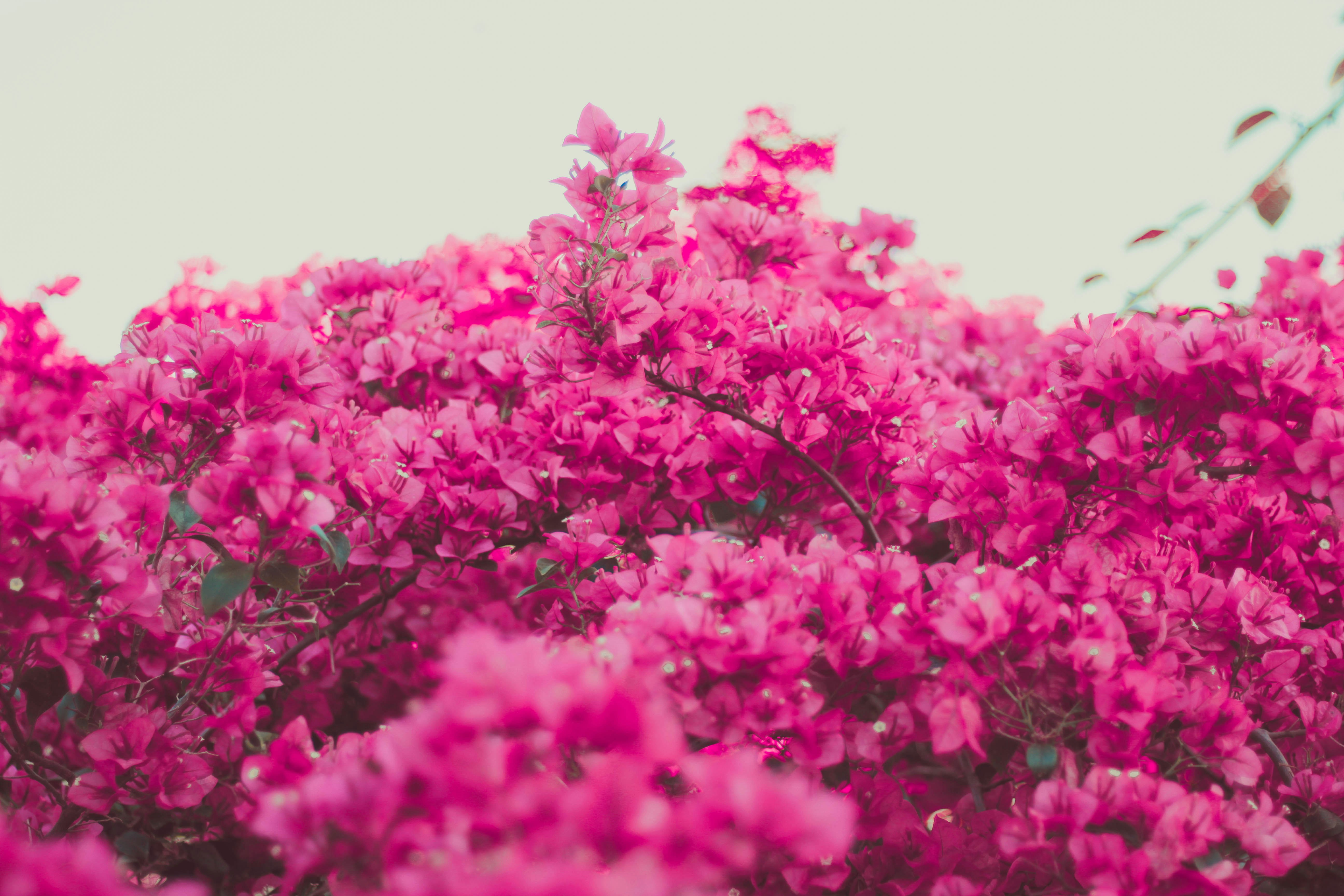 pink-petaled flowers